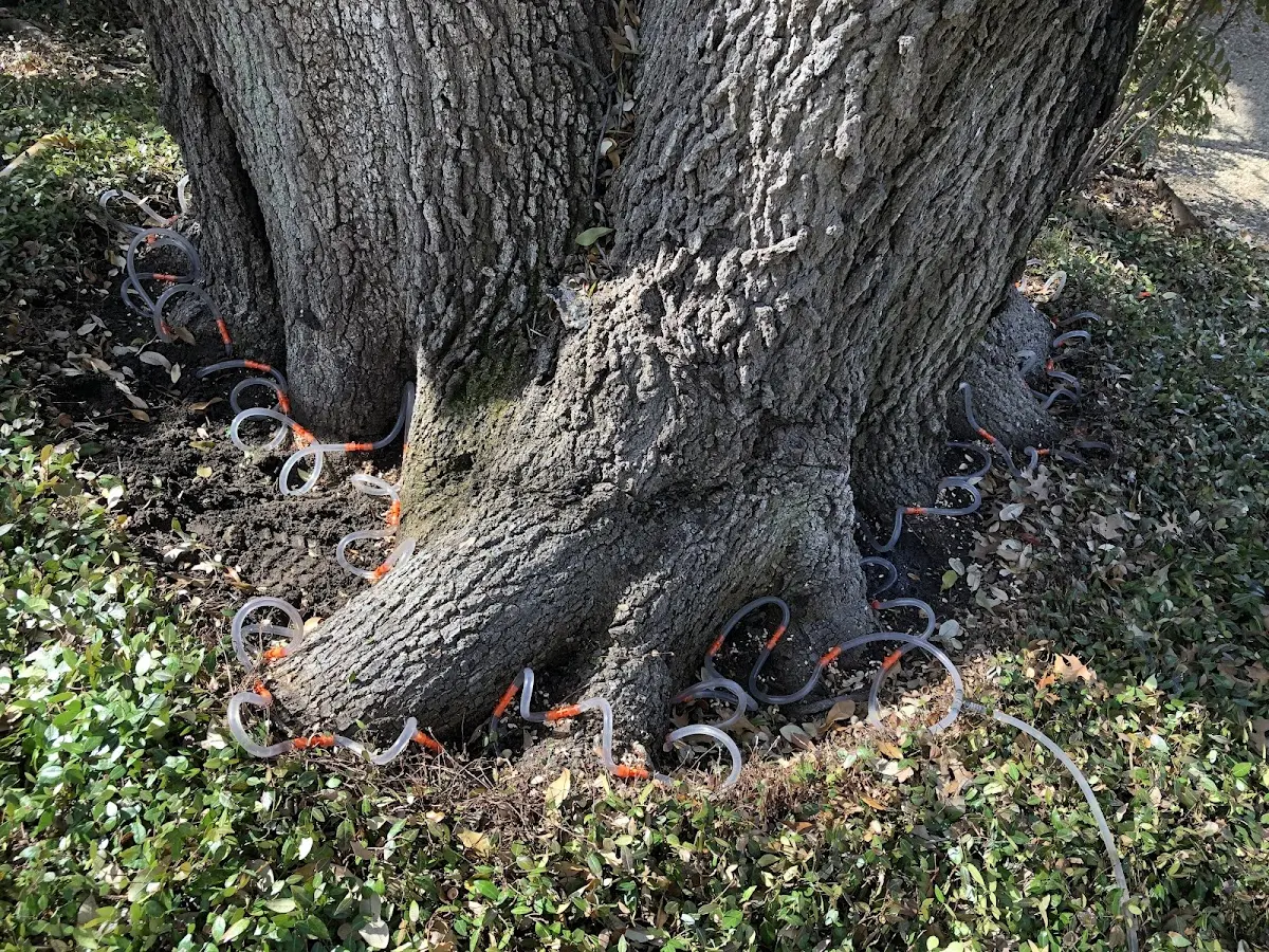 Detailed Tree Cabling and Bracing job site in Oaks